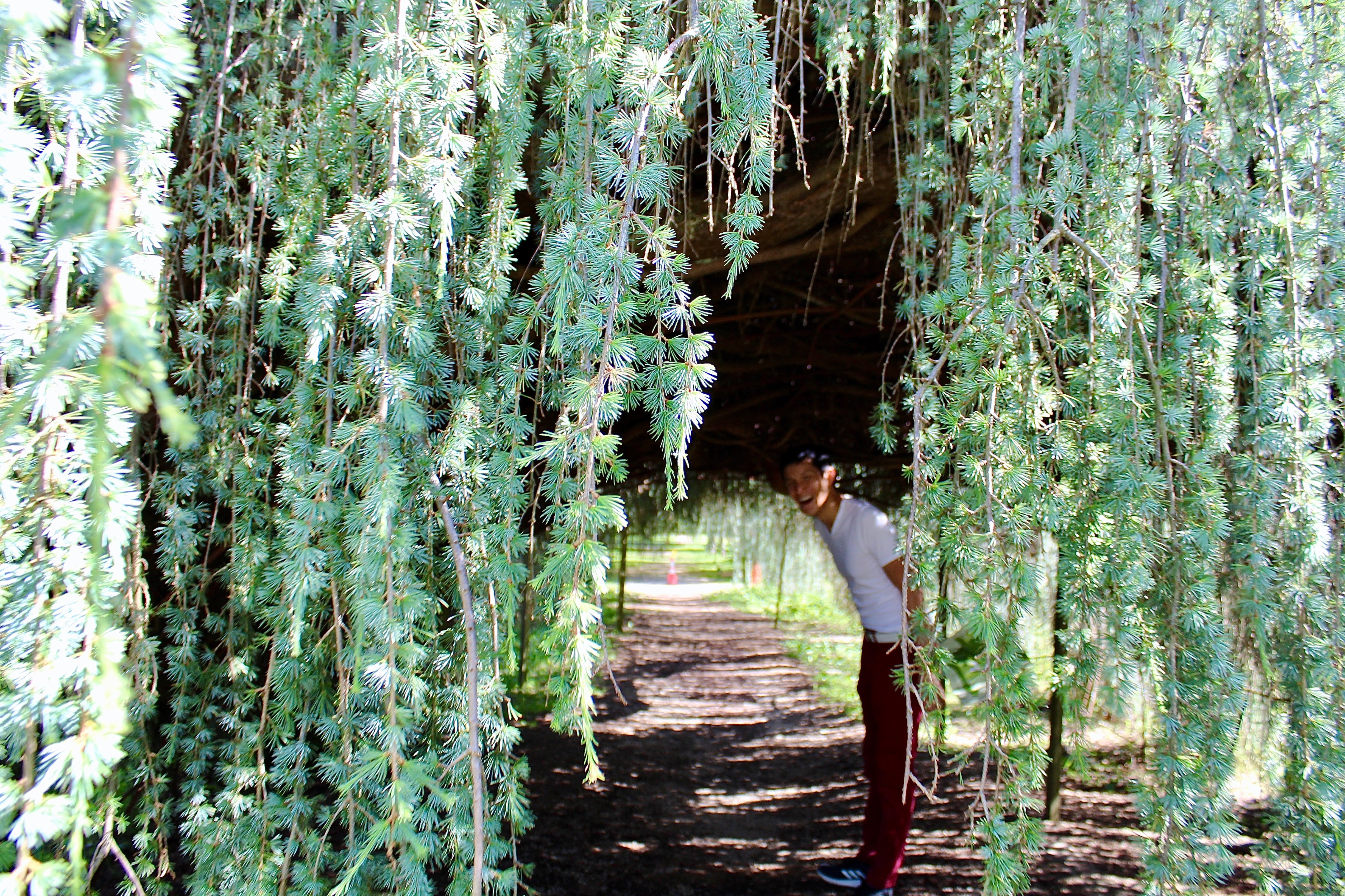 A boy in white shirt and red pants under a tree root tunnel